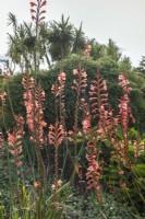 Watsonia Tresco hybrids at Logan Botanic Garden, Dumfries & Galloway, Scotland