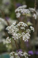 Angelica 'Loushan Filigree' Angelica 'Loushan Filigree'