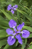 Iris sp. Tectorum BSWJ8191