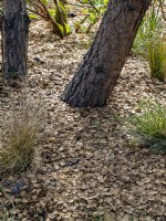 Europarcs Garden Floriade Expo 2022 International Horticultural Exhibition Almere Netherlands. All beds and pathways mulch with a variety of nut shells. Mature Pinus - pine trees mulch with hazelnut shells