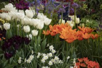 Avon Bulbs Tulip display in the Floral Marquee at the RHS Malvern Spring Festival 2022 - Gold Medal winner