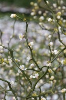 Poncirus trifoliata 'Flying dragon'  trifoliate orange flower buds