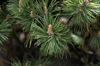 Pinus mugo ssp mugo.  Mountain pine. 