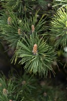 Pinus mugo ssp mugo.  Mountain pine. 