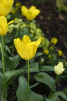 Tulipa 'Yellow Springgreen' tulip