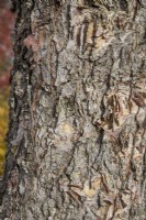 Bark of Betula nigra 'Heritage' - November