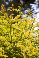 Poncirus trifoliata - Japanese bitter orange - October