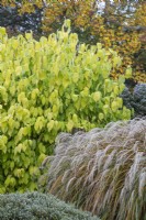 Cornus sericea subsp. occidentalis 'Sunshine' with Miscanthus sinensis 'Kaskade' - November 

Foggy Bottom, The Bressingham Gardens, Norfolk, designed by Adrian Bloom