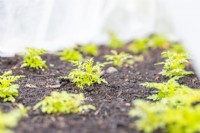 Tagetes seedlings under protective fleece