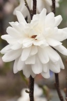 Magnolia x Loebneri 'Wildcat' flower
