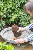 Woman placing Tasmanian Tree fern in the container