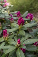 Rhododendron 'Cosmopolitan' buds