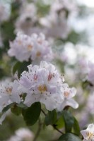 Rhododendron augustinii ssp hardyi