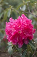Rhododendron 'Unknown Warrior'