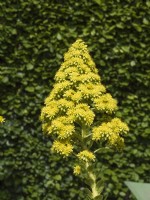 Aeonium arboreum - Flowers of Houseleek