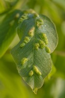 Aceria erinea galls on a Morus alba leaf in Summer - May