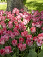 Tulipa 'Pink Sound'