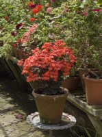 Pelargonium 'Red Gablesâ€™