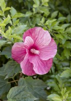 Hibiscus moscheutos, autumn October