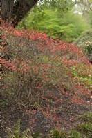 Rhododendron kaempferi 'Highlight' buds