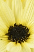 Helianthus debilis  'Vanilla Ice'  Cucumberleaf sunflower  Beach sunflower  August
