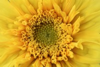 Helianthus annuus  'Teddy Bear'  Centre of dwarf double sunflower centre petals just starting to open  August