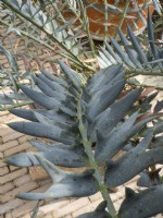 Encephalatus horridus the Eastern Cape blue cycad