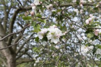 Malus domestica 'Altmarker Goldrenette' apple blossom 