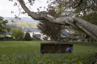 A bench with a view overlooks the garden with far reaching views to Dartmoor. The bench sits beneath a big branch of an Indian horse chestnut tree. Whitstone Farm. NGS garden, Devon. Spring. 