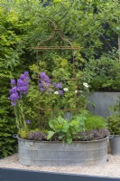 A metal container is planted with herbs, purple honesty and ox-eye daisies.