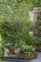 Old stone troughs are filled with damp-loving dogwoods, hostas, ferns and brunneras. The Enchanted Rain Garden. Designer: Bea Tann.