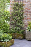 An old stone trough is planted with ferns below star jasmine, Trachelospermum jasminoides, traied up the brick wall.