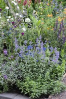 Nepeta x faasennii 'Purrsian Blue' planted alongside erysimum, salvia, allium and geum in a border created to attract pollinators. 