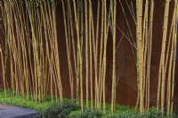 Golden bamboo, Phyllostachys aurea, its stems stripped of leaves and grounded in mind-your-own-business.