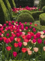 Tulipa Pink and red blends mixed in parterre garden with clipped box