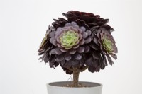 RHS Chelsea Flower Show 2022 Aeonium 'Jubilee' new variety for the HM The Queen Queen's Platinum Jubilee, exhibitor Ottershaw Cacti, breeder Daniel Jackson
