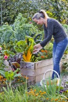 Woman harvesting Swiss chard from raised bed in October.