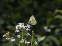 Large white Butterfly Pieris brassicae feeding on Phlox flowers