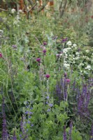 In The Place2Be Securing Tomorrow Garden, the planting includes Cirsium rivulare 'Atropurpureum' with Salvia 'Caradonna'