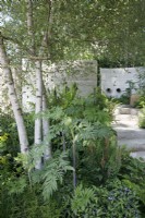 Angelica dahurica planted with Betula pendula in The Mind Garden - Designer: Andy Sturgeon - Sponsor: Project Giving Back.
