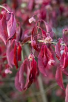 Euonymus carnosus 'Red Wine' berries in frost - November