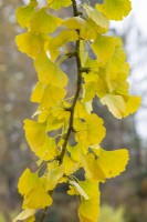 Ginkgo biloba - maidenhair tree - November