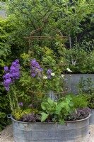 Rosa canina, trained to grow up a metal plant support is surrounded by Hesperis matronalis, Leucanthemum vulgare, Nasturtium officianale and Thymus 'Peter Davis' The Wild Kitchen Garden. Designer: Ann Treneman