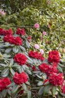 Rhododendron 'Red Ruffles' in foreground with a pink camellia behind. Whitstone Farm. NGS garden, Devon. Spring. 