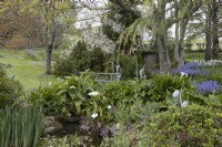 A pond in the foreground is surrounded by calla lilies, Zantedeschia aethiopica and zantedeschia 'Green Goddess' and irises. Metal lilly sculptures by Matt Coe of Dingle Designs sit amongst the pond side planting. Bluebells flower and various trees are in the background. Whitstone Farm, NGS Devon garden. Spring. 