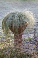 Carex comans 'Frosted Curls' - sedge - November