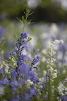 Bluebells, Hyacinthoides non-scripta with a cleavers, Galium aparine, sticky willy, plant flower in a woodland garden. Close up. Spring.