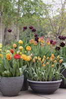 Tulipa 'Whittallii Major', T. 'Amber Glow',  T. 'Sunlover' and T. 'Palmyra' in pots grouped together on patio  - May