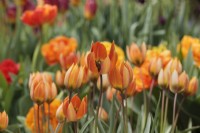 Tulipa 'Whittallii Major' - May