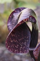 Unfurling leaf of Arisaema 'Makalu' - Cobra Lily